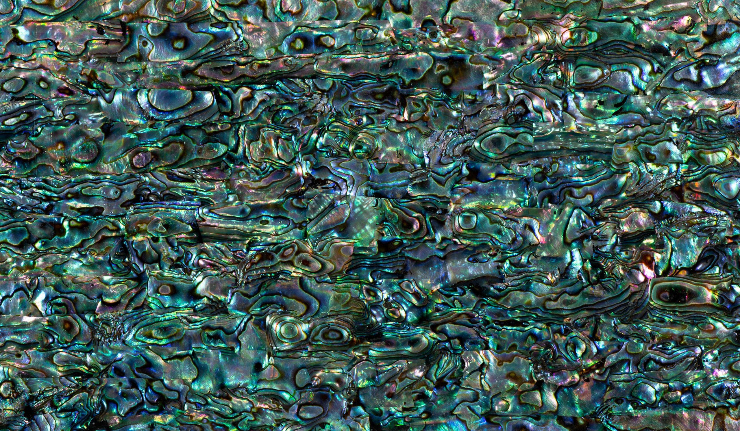 Abalone : Black Lacquer : 24 x 14cmm