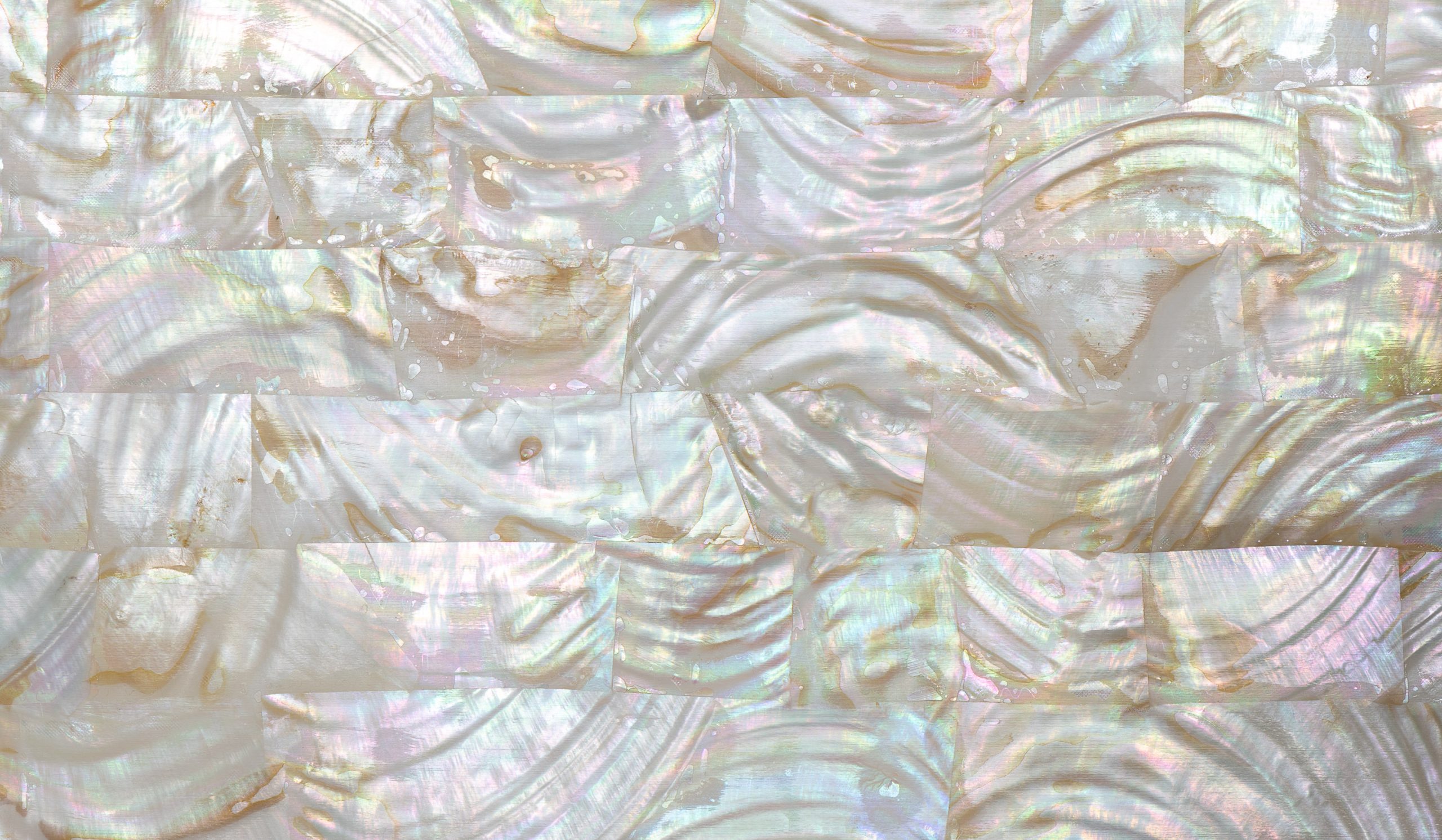 Abalone : River Shell : 24 x 14cmm