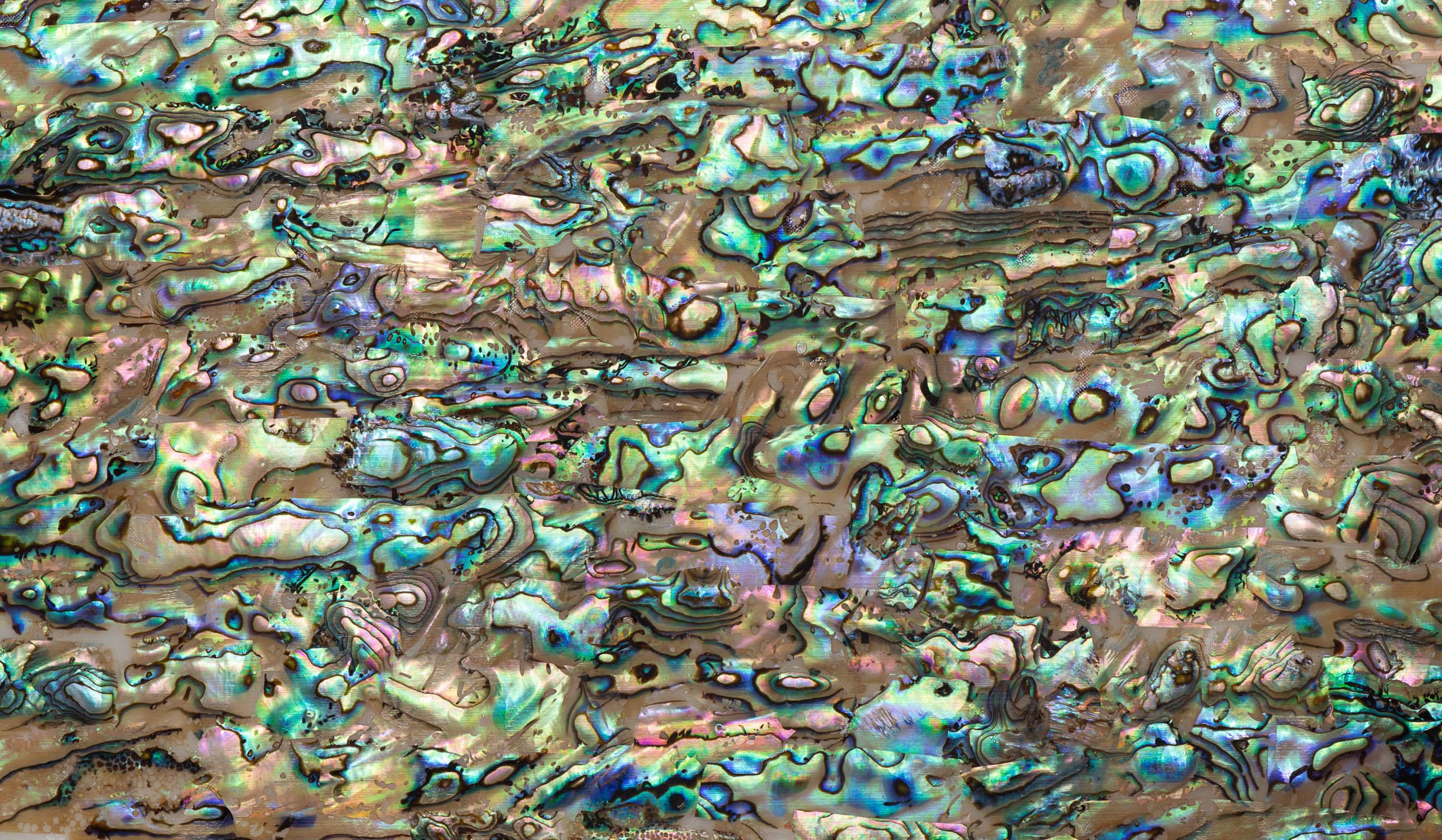 Abalone : Natural : 24 x 14cmm