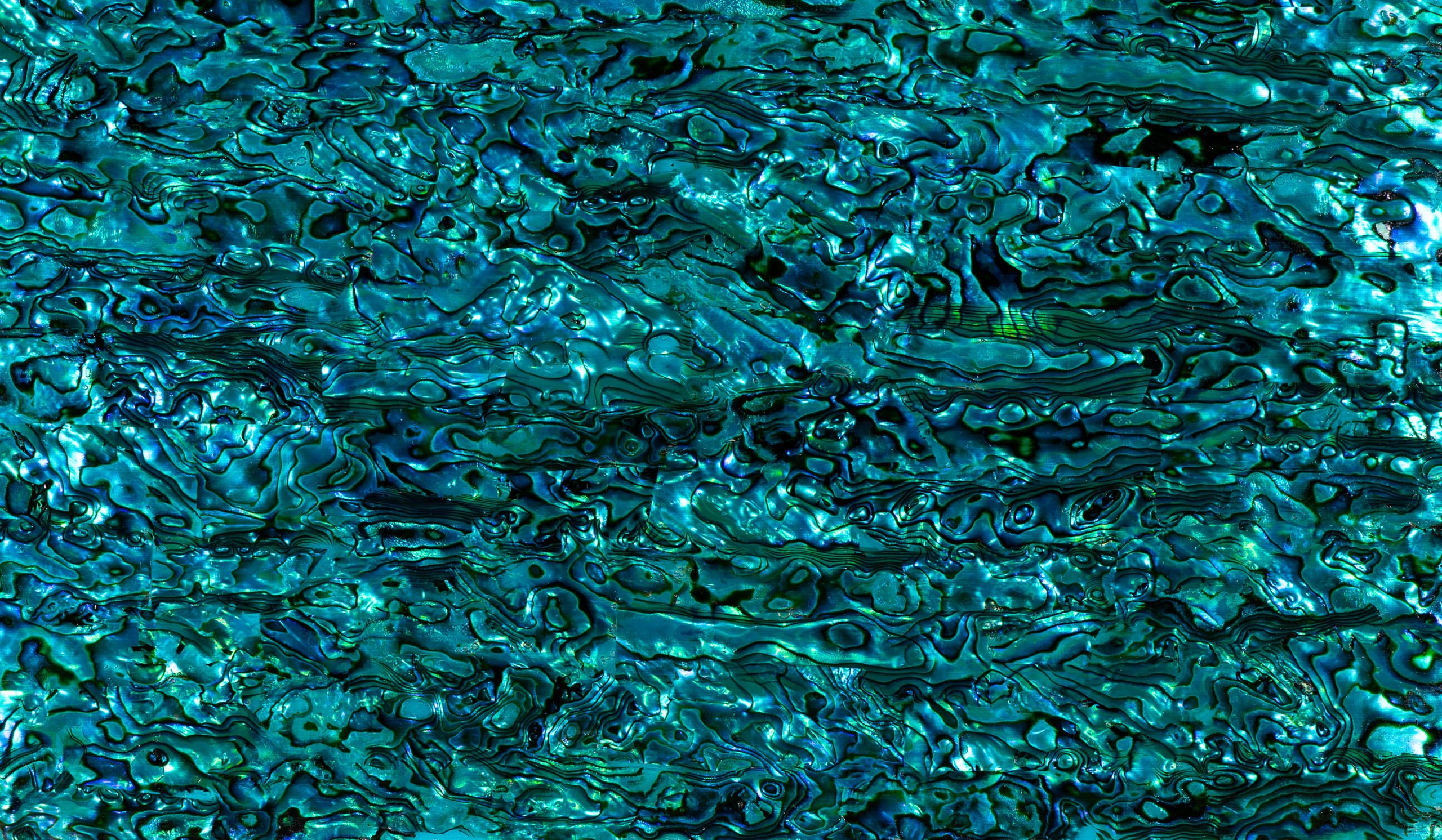 Abalone : Blue : 24 x 14cmm