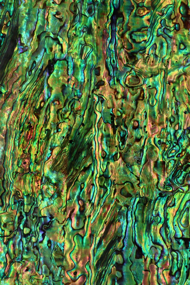Abalone : Green Gold : 24 x 14cmm