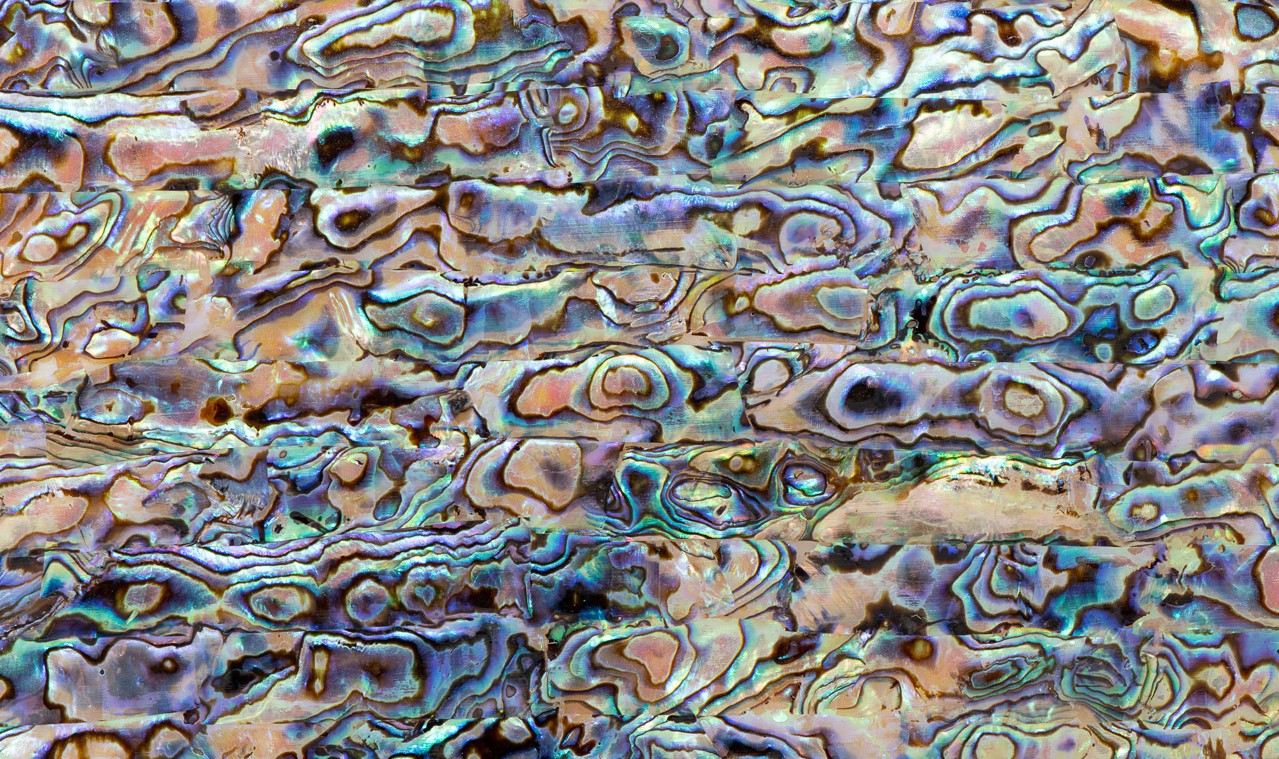 Abalone : Purple Multi : 24 x 14cmm