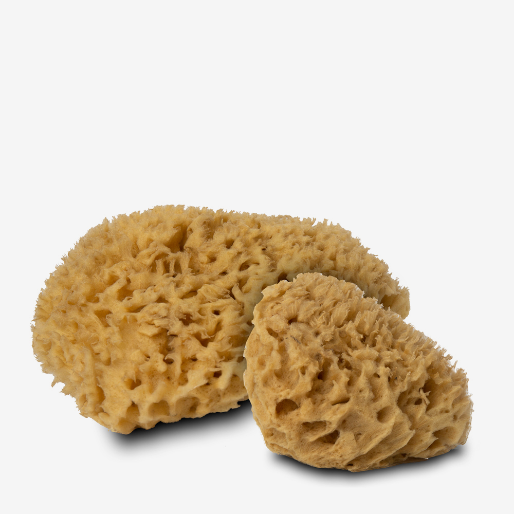 Handover : Natural Honeycomb Sea Sponges