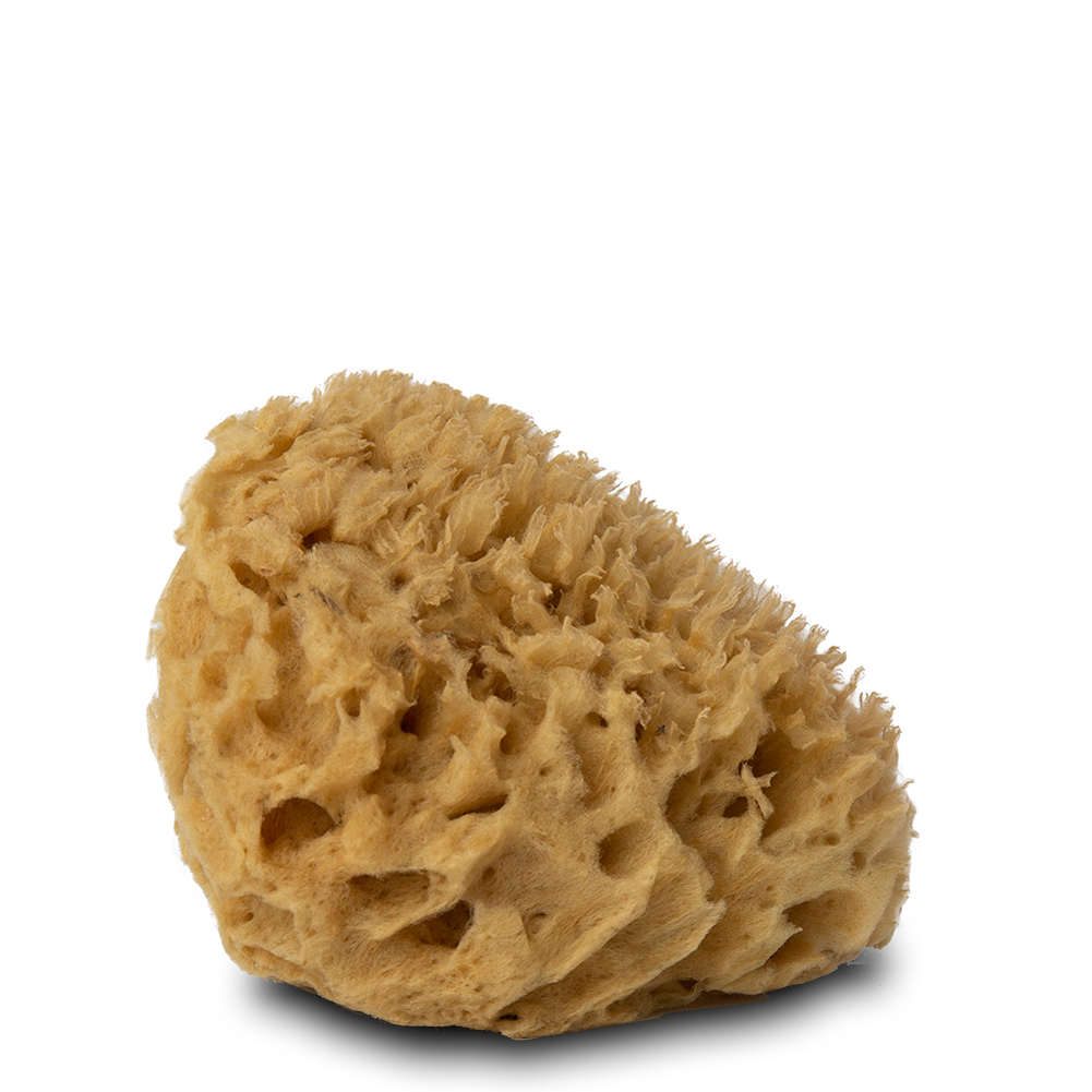Handover : Natural Honeycomb Sea Sponge Extra Large Approx. 6.5 - 7 in