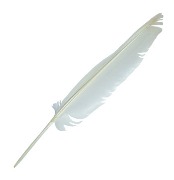 Handover  :  Swan Quill