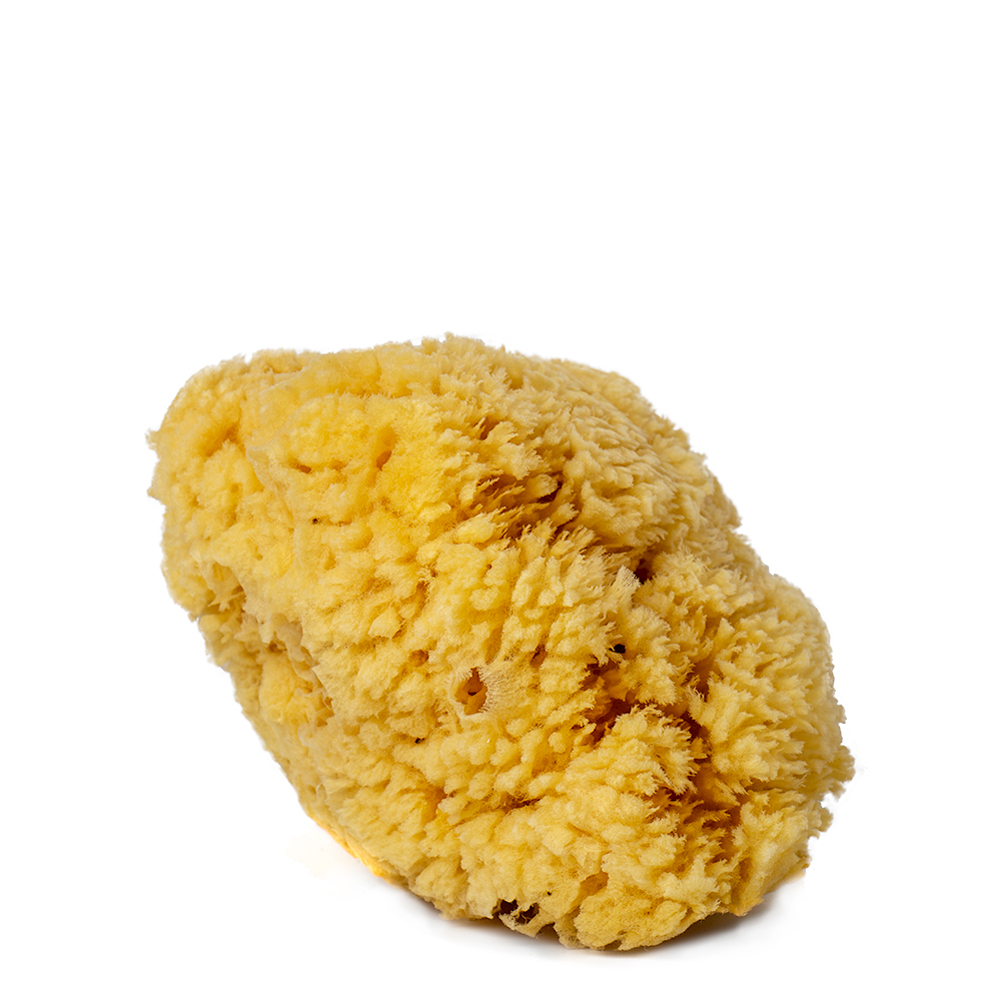 Handover : Natural Sea Sponge : Medium Approx. 5.5in