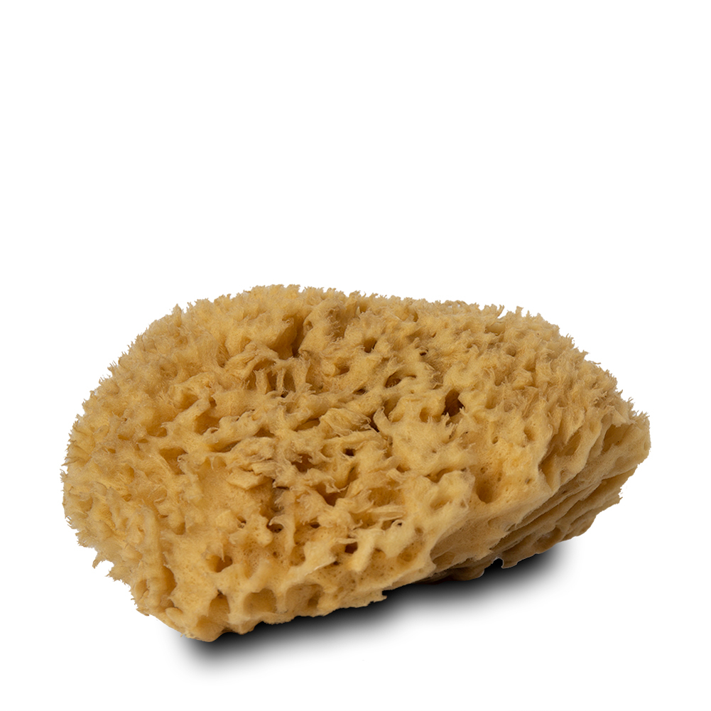 Handover : Natural Honeycomb Sea Sponge : Large Approx. 5 - 6 in